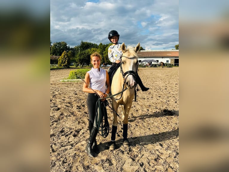Duitse rijpony Merrie 5 Jaar 152 cm Palomino in Stolpe