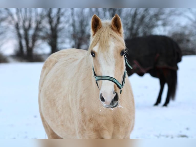 Duitse rijpony Mix Merrie 5 Jaar 152 cm Palomino in Blekendorf