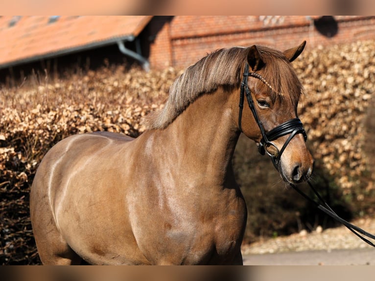 Duitse rijpony Merrie 5 Jaar 153 cm Donkere-vos in Rehburg-Loccum Münchehagen