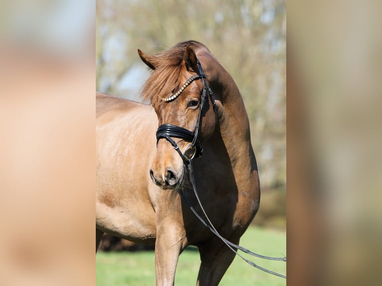Duitse rijpony Merrie 5 Jaar 153 cm Donkere-vos in Rehburg-Loccum Münchehagen