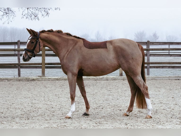 Duitse rijpony Merrie 5 Jaar 153 cm Vos in Riedstadt
