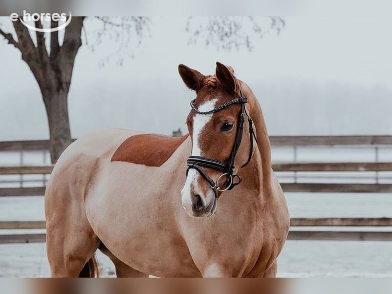 Duitse rijpony Merrie 5 Jaar 153 cm Vos in Riedstadt