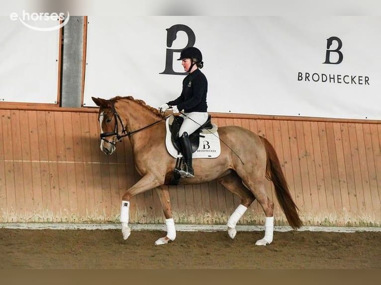 Duitse rijpony Merrie 5 Jaar 153 cm Vos in Riedstadt