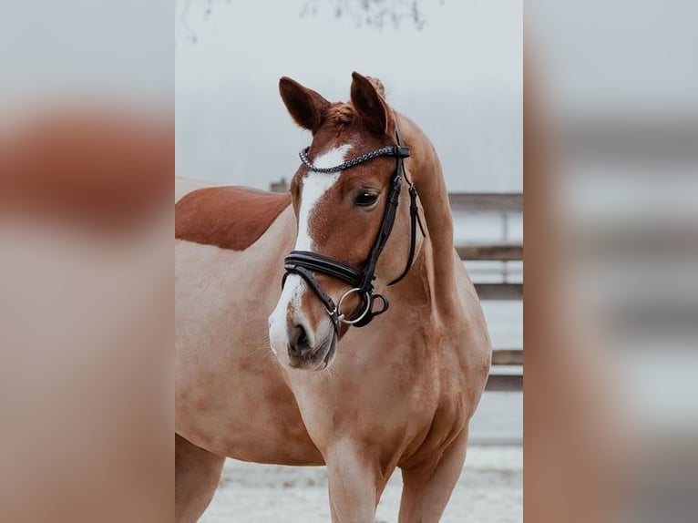 Duitse rijpony Merrie 5 Jaar 153 cm Vos in Riedstadt