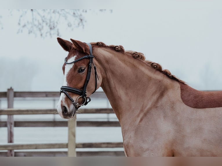 Duitse rijpony Merrie 5 Jaar 153 cm Vos in Riedstadt