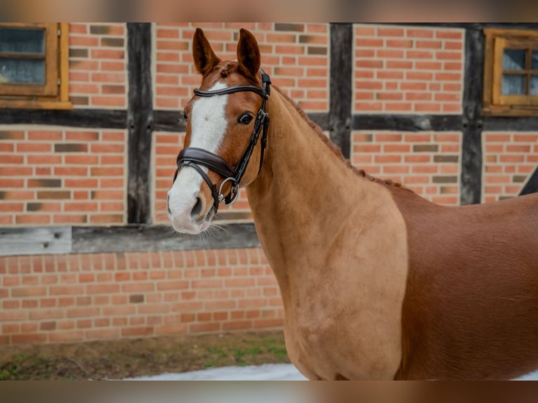 Duitse rijpony Merrie 5 Jaar 153 cm Vos in Redefin