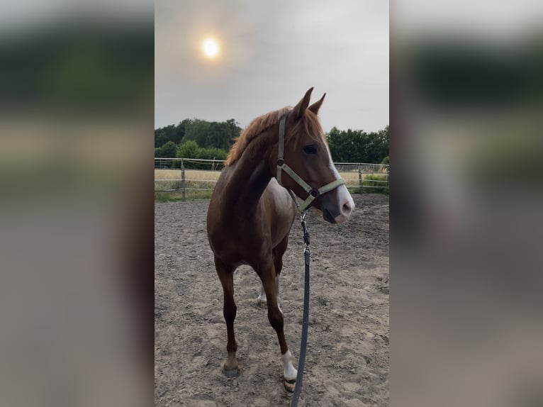 Duitse rijpony Merrie 5 Jaar 153 cm Vos in Verl