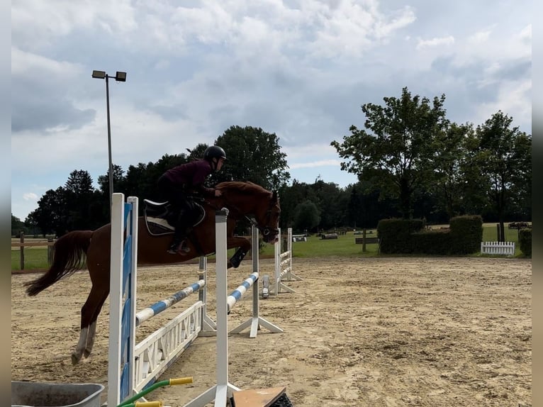 Duitse rijpony Merrie 5 Jaar 153 cm Vos in Verl