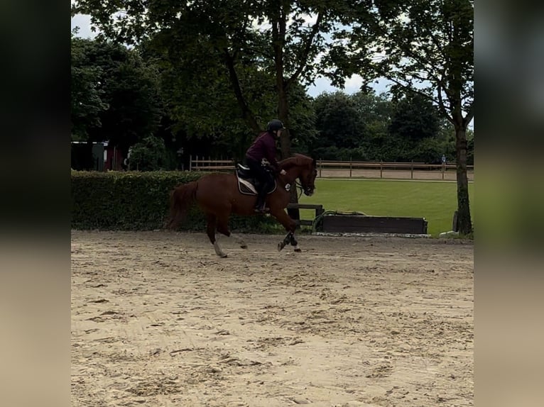 Duitse rijpony Merrie 5 Jaar 153 cm Vos in Verl