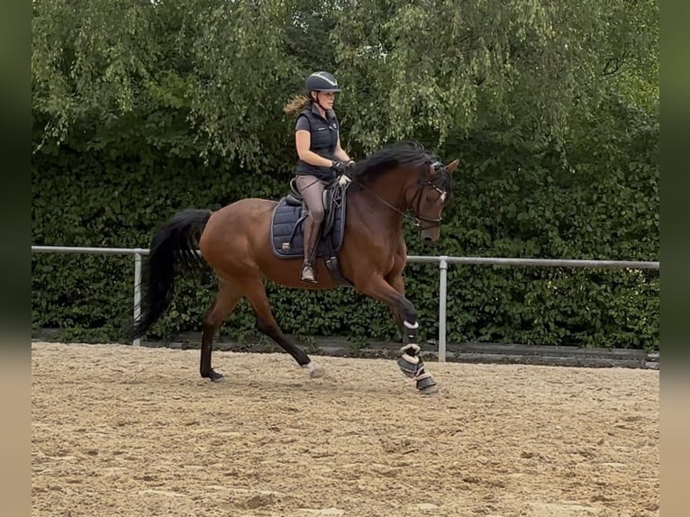 Duitse rijpony Merrie 5 Jaar 154 cm Bruin in Hilders