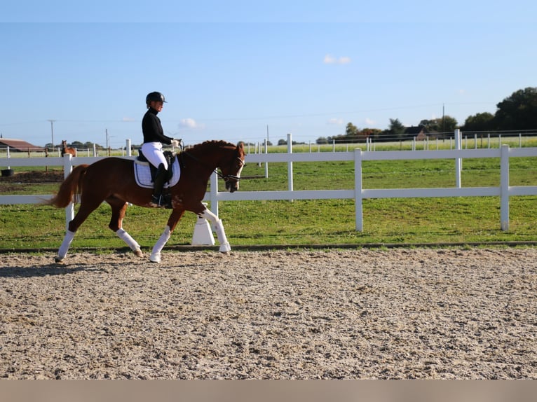 Duitse rijpony Merrie 5 Jaar 154 cm Vos in Recke, bei Osnabrück