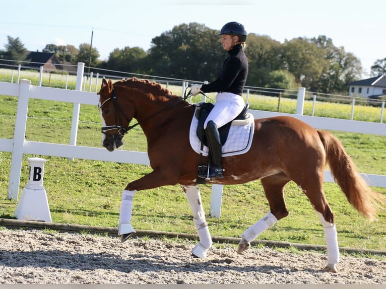 Duitse rijpony Merrie 5 Jaar 154 cm Vos in Recke, bei Osnabrück