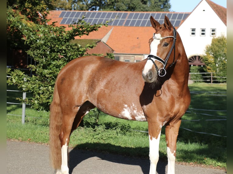 Duitse rijpony Merrie 5 Jaar 154 cm Vos in Recke, bei Osnabrück