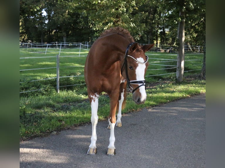 Duitse rijpony Merrie 5 Jaar 154 cm Vos in Recke, bei Osnabrück