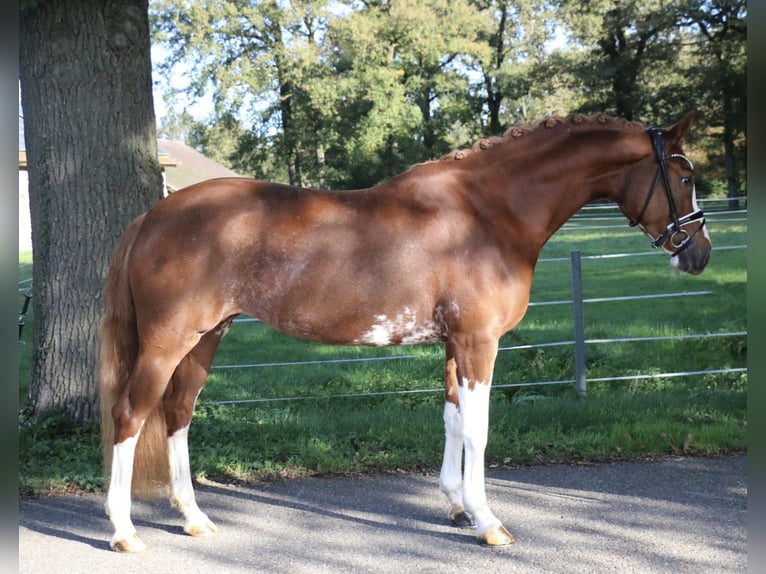 Duitse rijpony Merrie 5 Jaar 154 cm Vos in Recke, bei Osnabrück