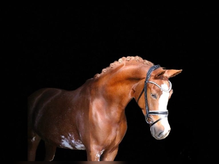 Duitse rijpony Merrie 5 Jaar 154 cm Vos in Recke, bei Osnabrück