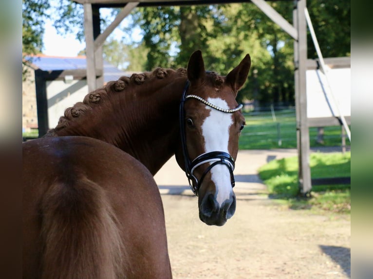 Duitse rijpony Merrie 5 Jaar 154 cm Vos in Recke, bei Osnabrück