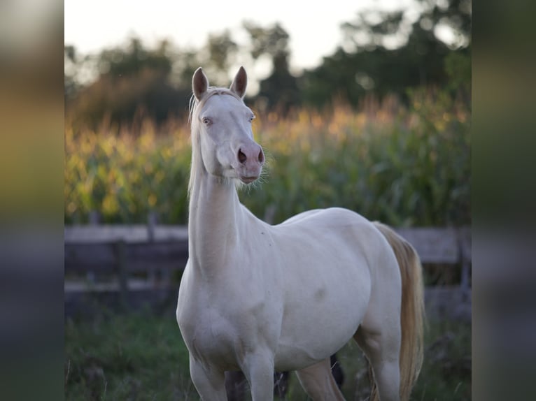 Duitse rijpony Merrie 5 Jaar 155 cm Cremello in Nersingen