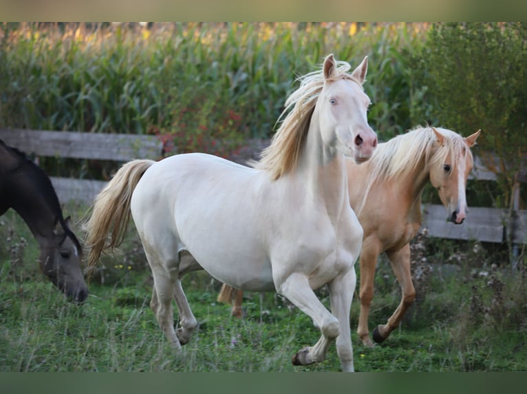 Duitse rijpony Merrie 5 Jaar 155 cm Cremello in Nersingen