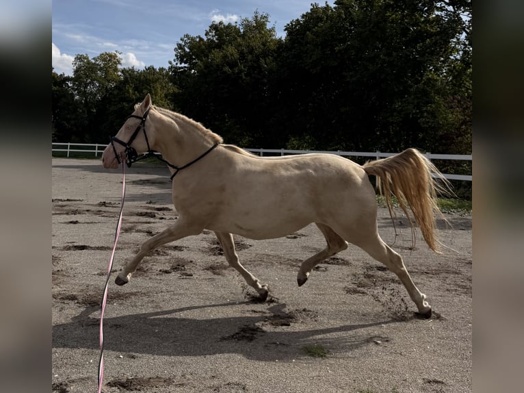Duitse rijpony Merrie 5 Jaar 155 cm Perlino in Nersingen