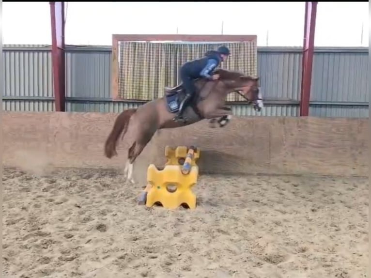 Duitse rijpony Merrie 5 Jaar 156 cm Vos in Wildeshausen