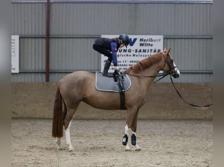 Duitse rijpony Merrie 5 Jaar 156 cm Vos in Wildeshausen