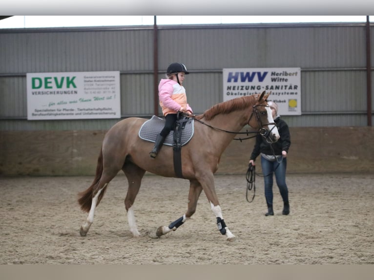 Duitse rijpony Merrie 5 Jaar 156 cm Vos in Wildeshausen