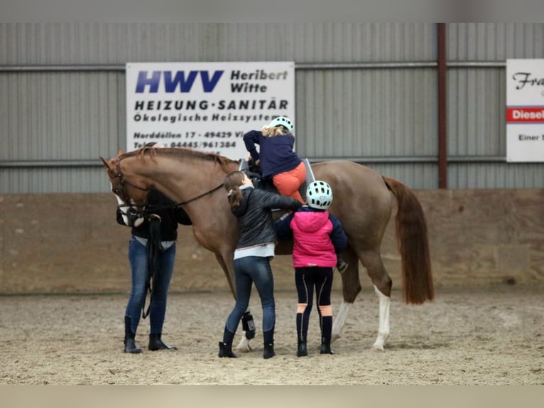 Duitse rijpony Merrie 5 Jaar 156 cm Vos in Wildeshausen