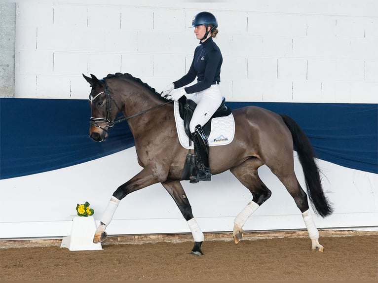 Duitse rijpony Merrie 5 Jaar 158 cm Donkerbruin in Marsberg