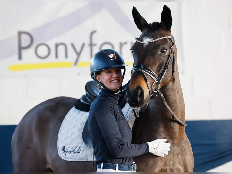 Duitse rijpony Merrie 5 Jaar 158 cm Donkerbruin in Marsberg