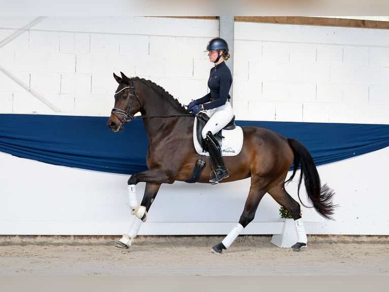 Duitse rijpony Merrie 5 Jaar 163 cm Donkerbruin in Marsberg