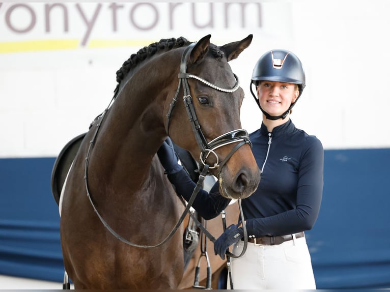 Duitse rijpony Merrie 5 Jaar 163 cm Donkerbruin in Marsberg