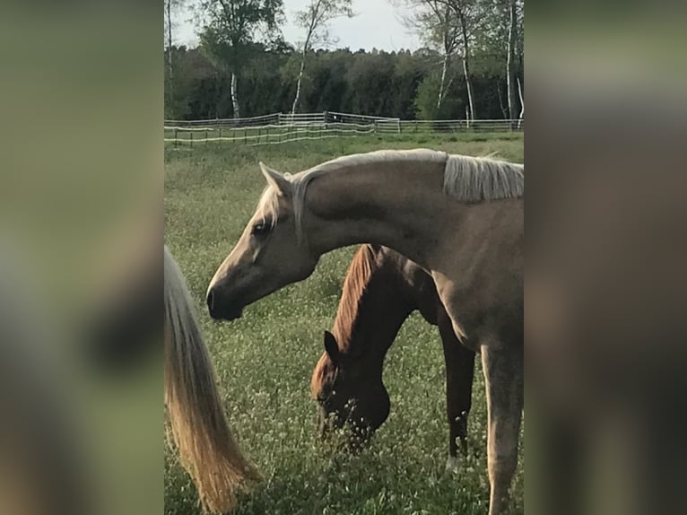 Duitse rijpony Merrie 5 Jaar Palomino in Nienburg (Weser)
