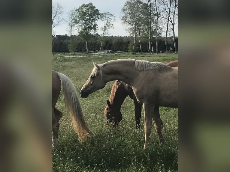 Duitse rijpony Merrie 5 Jaar Palomino in Stöckse