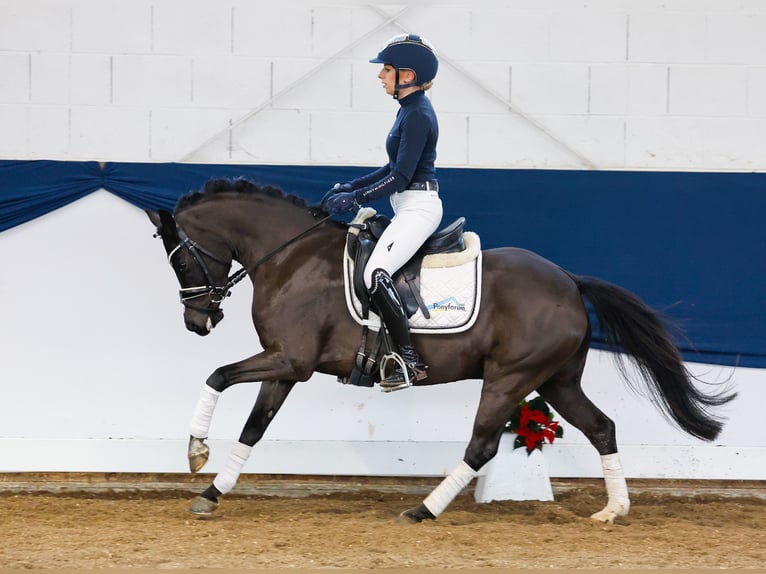 Duitse rijpony Merrie 6 Jaar 133 cm Zwart in Marsberg