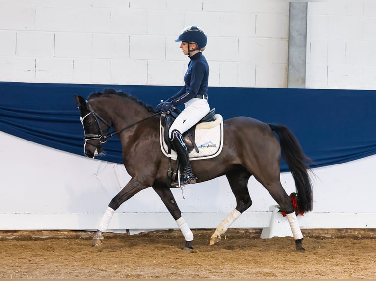 Duitse rijpony Merrie 6 Jaar 133 cm Zwart in Marsberg