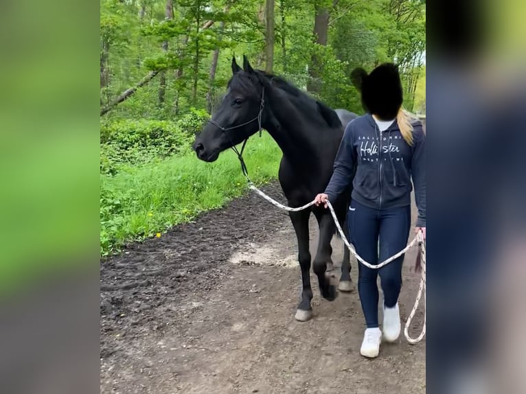 Duitse rijpony Mix Merrie 6 Jaar 134 cm Zwart in Garbsen