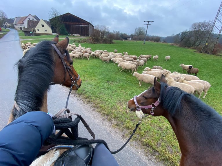 Duitse rijpony Merrie 6 Jaar 138 cm Bruin in Trautskirchen