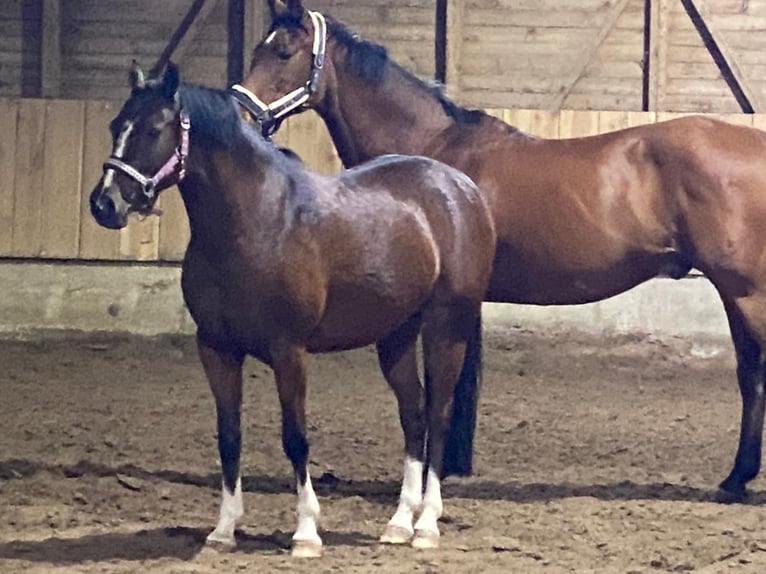 Duitse rijpony Merrie 6 Jaar 138 cm Bruin in Trautskirchen