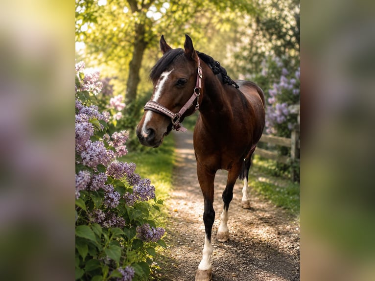 Duitse rijpony Merrie 6 Jaar 138 cm Bruin in Trautskirchen