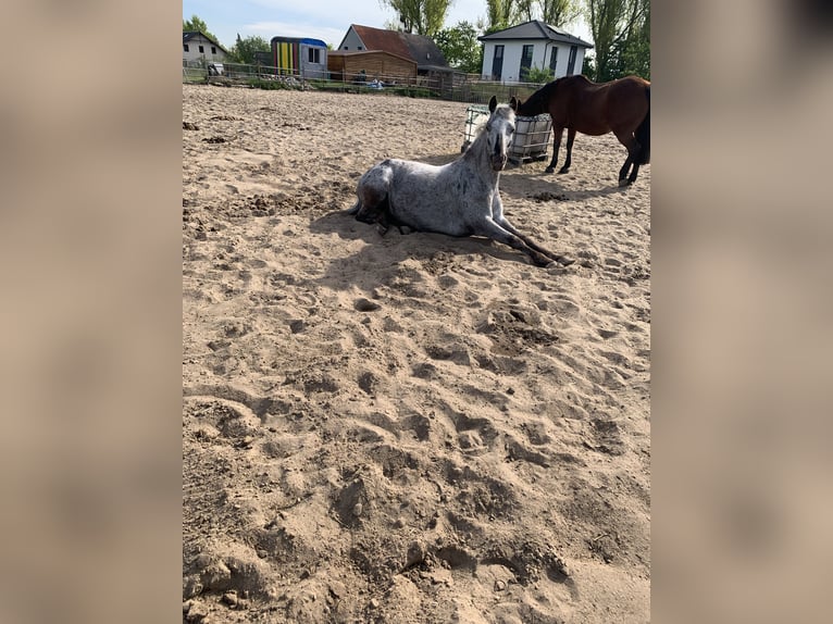 Duitse rijpony Mix Merrie 6 Jaar 138 cm Gevlekt-paard in Altlandsberg