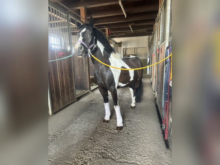 Duitse rijpony Mix Merrie 6 Jaar 138 cm Gevlekt-paard in Gföhl