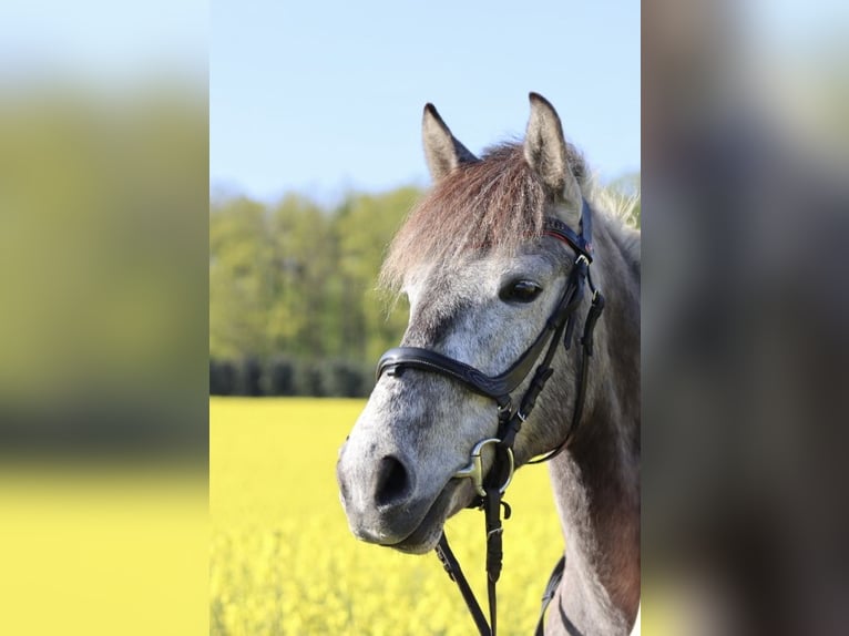 Duitse rijpony Mix Merrie 6 Jaar 138 cm Schimmel in Calw
