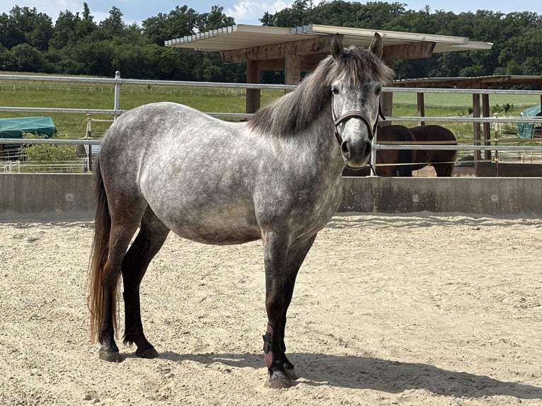 Duitse rijpony Mix Merrie 6 Jaar 138 cm Schimmel in Calw