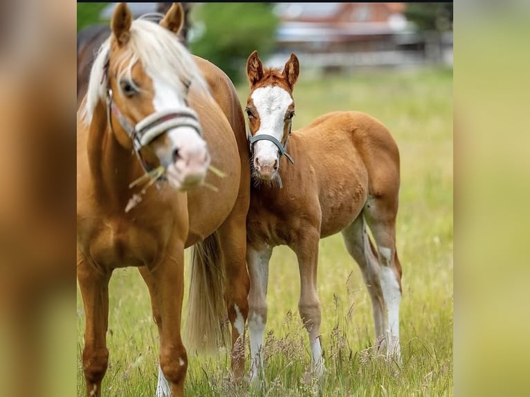 Duitse rijpony Merrie 6 Jaar 140 cm Palomino in Dallgow-Döberitz