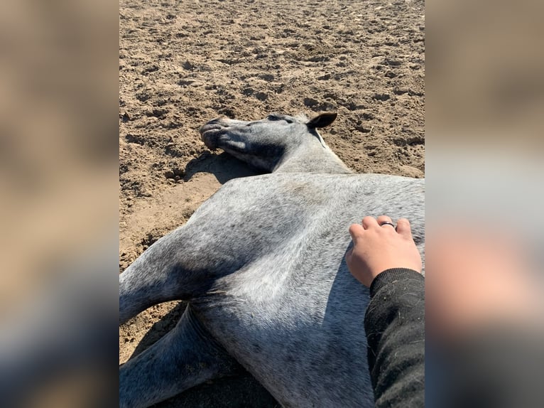 Duitse rijpony Mix Merrie 6 Jaar 140 cm Vliegenschimmel in Altlandsberg