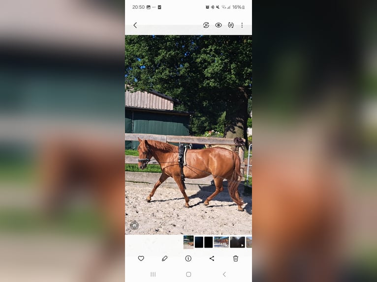 Duitse rijpony Mix Merrie 6 Jaar 140 cm Vos in Lotte