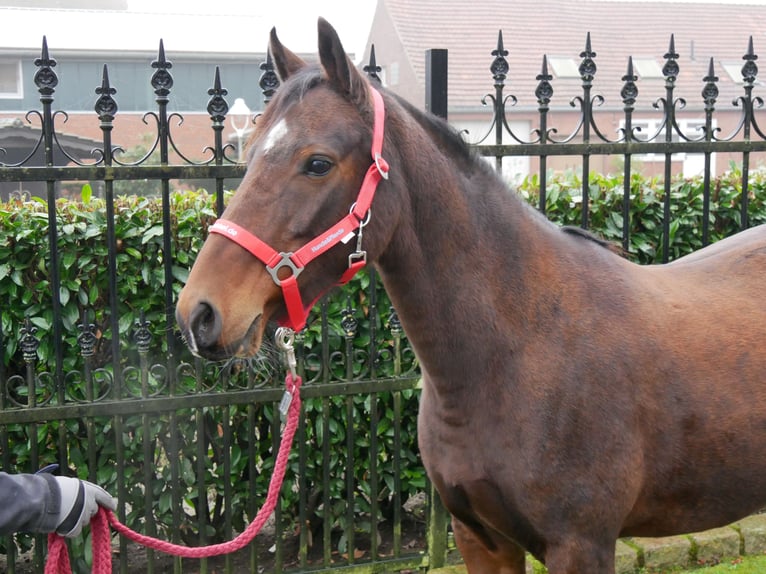 Duitse rijpony Merrie 6 Jaar 141 cm in Dorsten