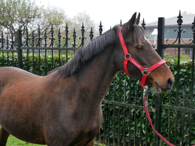 Duitse rijpony Merrie 6 Jaar 141 cm in Dorsten