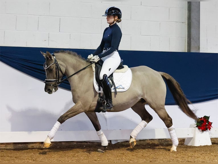 Duitse rijpony Merrie 6 Jaar 142 cm Falbe in Marsberg